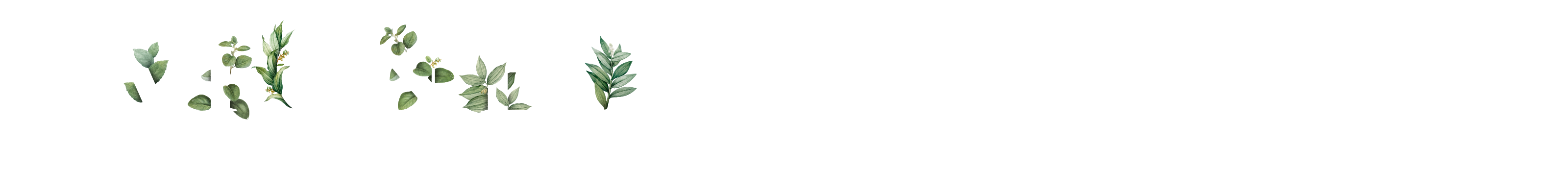 Vignes Collection Logo Big